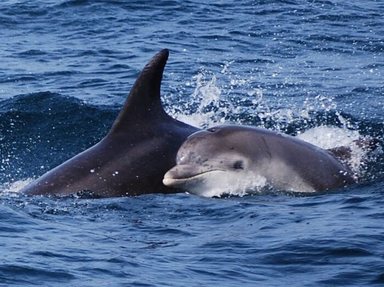 Change management is a dolphin, not a whale