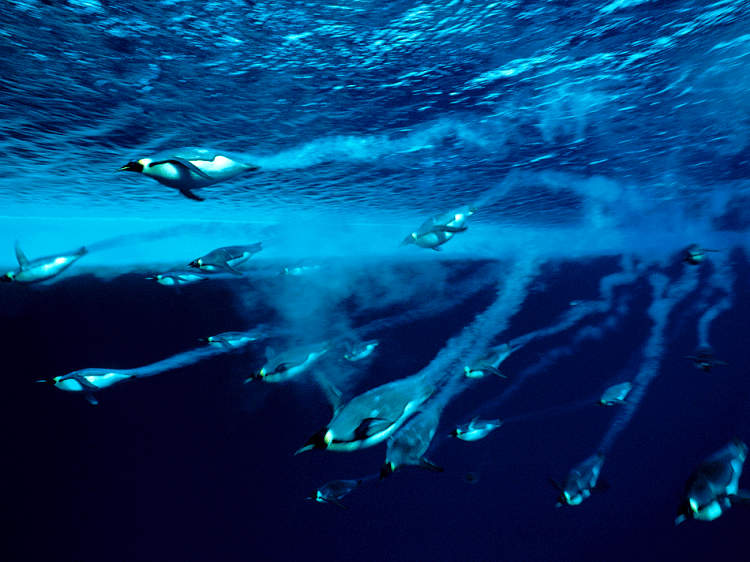 below the organizations surface