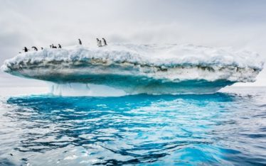 The iceberg is melting. A colony of penguins who lived on their iceberg for many years