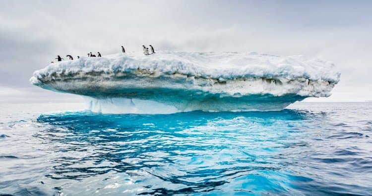 The iceberg is melting. A colony of penguins who lived on their iceberg for many years